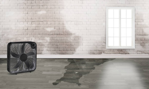 Best Water damage contractors near me  in Sewalls Point, FL